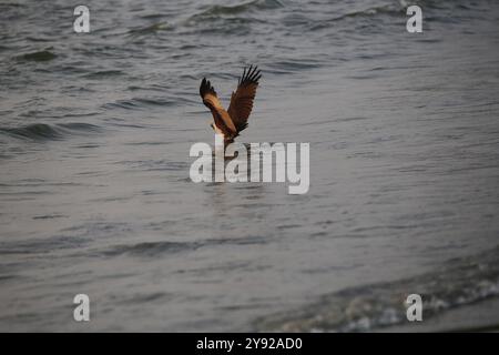 Un uccello preda vicino al bordo dell'acqua, con ali allungate mentre si prepara a decollare dalla superficie. Foto Stock