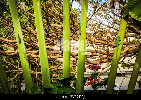 Vista del colorato Geckos (Phelsuma grandis) del Madagascar Giant Day Geckos (Phelsuma cepediana) e Geckos (Phelsuma cepediana) che si arrampicano su una palma tropicale a Mauritius Foto Stock