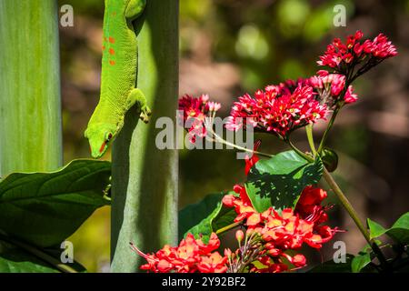 Vista ravvicinata di un vivace geco verde del Madagascar Giant Day Gecko (Phelsuma grandis) che scende giù da una palma tropicale a Mauritius Foto Stock