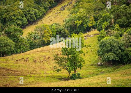 Splendida vista del cervo selvatico che pascolano in una radura forestale presso la Vallée de Ferney Forest and Wildlife Reserve di Mauritius Foto Stock