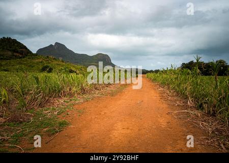 Vista di una strada sterrata che conduce attraverso i campi di canna da zucchero circondata da montagne prominenti nella foresta e riserva naturale Vallée de Ferney, Mauritius Foto Stock