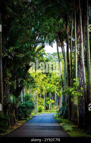 Splendida vista sulle palme tropicali che costeggiano una strada attraverso il giardino botanico di Pamplemousses vicino a Port Louis, Mauritius Foto Stock