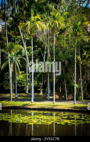 Splendida vista sulle palme tropicali che costeggiano le rive di uno stagno di ninfee presso il giardino botanico di Pamplemousses vicino a Port Louis, Mauritius Foto Stock