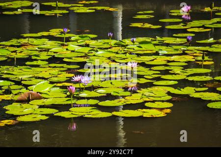 Splendida vista delle ninfee tropicali che innalzano i loro fiori dall'acqua in uno stagno presso il Giardino Botanico di Pamplemousses, Mauritius Foto Stock