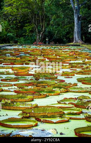 Vista idilliaca delle gigantesche ninfee tropicali (Victoria amazonica) in uno stagno di anatre nel giardino botanico di Pamplemousses vicino a Port Louis, Mauritius Foto Stock