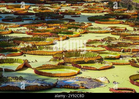 Vista idilliaca delle gigantesche ninfee tropicali (Victoria amazonica) in uno stagno di anatre nel giardino botanico di Pamplemousses vicino a Port Louis, Mauritius Foto Stock