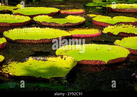 Vista idilliaca delle gigantesche ninfee tropicali (Victoria amazonica) in uno stagno di anatre nel giardino botanico di Pamplemousses vicino a Port Louis, Mauritius Foto Stock