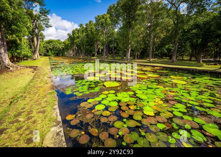 Vista idilliaca delle gigantesche ninfee tropicali (Victoria amazonica) in uno stagno di anatre nel giardino botanico di Pamplemousses vicino a Port Louis, Mauritius Foto Stock