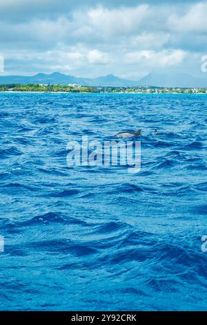 Splendida vista di un delfino spinner (Stenella longirostris) che rompe la superficie dell'acqua mostrando la loro pinna dorsale al largo della costa di Mauritius Foto Stock