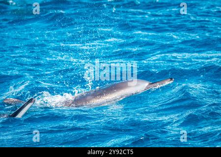 Splendida vista di due delfini spinner (Stenella longirostris) che rompono la superficie dell'acqua al largo della costa di Mauritius Foto Stock