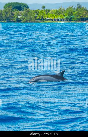 Splendida vista di un delfino spinner (Stenella longirostris) che rompe la superficie dell'acqua mostrando la loro pinna dorsale al largo della costa di Mauritius Foto Stock