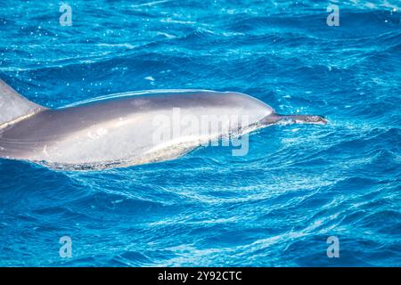 Splendida vista di un delfino spinner (Stenella longirostris) che rompe la superficie dell'acqua al largo della costa di Mauritius Foto Stock