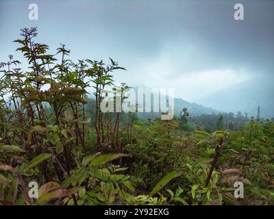 Il paesaggio nebbioso della foresta con lussureggianti piante verdi sotto un cielo nuvoloso, crea un'atmosfera serena e misteriosa Foto Stock