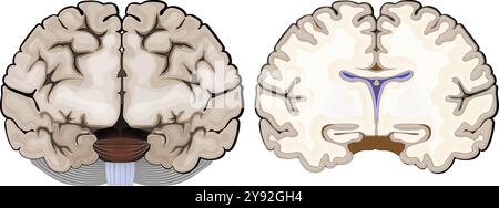 Anatomia cerebrale. Vista frontale e sezione trasversale di un cervello umano. Primo piano dell'Hippocampus e dei ventricoli. Corteccia cerebrale. Illustrazione vettoriale Illustrazione Vettoriale