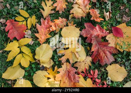L'autunno parte per terra. Foglie colorate gialle rosse e arancioni sull'erba verde nel parco. Foto Stock
