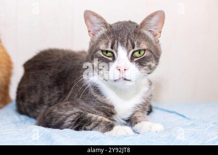 Un bellissimo gatto grigio e bianco è comodamente adagiato su una morbida coperta blu, godendosi il suo punto intimo nella camera calda Foto Stock