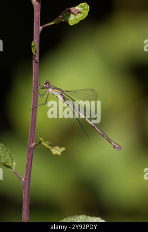 Weidenjungfer, Gemeine Weidenjungfer, Westliche Weidenjungfer, Große Binsenjungfer, Weibchen, Chalcolestes viridis, Lestes viridis, Willow Emerald Dam Foto Stock