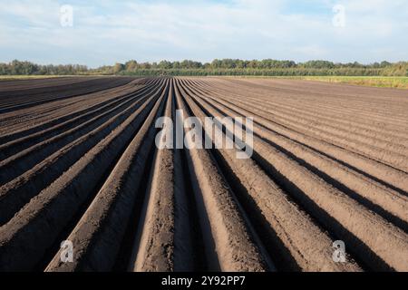 Terreni preparati per la coltivazione agricola di peonie, modello di creste lunghe e dritte e solchi in terreno umico Foto Stock