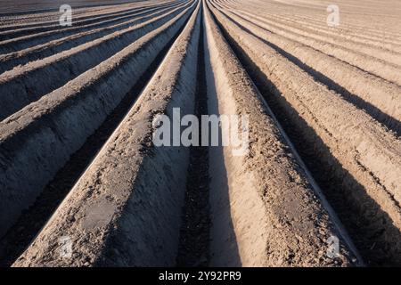 Terreni preparati per la coltivazione agricola di peonie, modello di creste lunghe e dritte e solchi in terreno umico Foto Stock