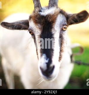 Ritratto di una capra domestica, face close-up. Il pascolo gli animali della fattoria in natura. Foto Stock