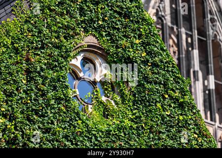 Primo piano di una finestra gotica rotonda circondata da una fitta edera verde sullo storico edificio cellulare di Magdeburg Dom. La luce del sole mette in risalto la vegetazione lussureggiante Foto Stock
