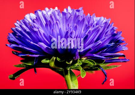 Splendida aster Lady Coral viola in fiore su sfondo rosso. Primo piano della testa dei fiori Foto Stock