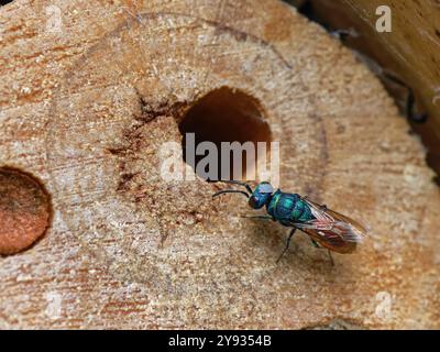 Vespa a cuculo dalla coda rubina (Chrysis ignita) in avvicinamento a una vespa da vasaio (Ancistrocerus sp.) nest hole per parassitizzare in un hotel di insetti, Wiltshire, Regno Unito. Foto Stock