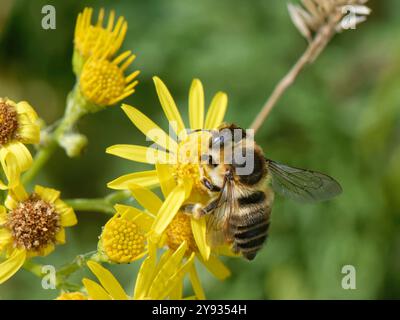 Api costiere (Megachile maritima) che nidificano su fiori di ragmoga comune (Senecio jacobaea) nelle dune di sabbia costiere, Merthyr Mawr NNNR Foto Stock