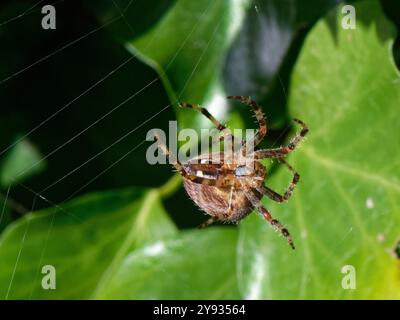 Garden cross spider (Araneus diadematus) femmina che filtra una ragnatela in un edera (Hedera helix) cespuglio, Wiltshire, Regno Unito, ottobre. Foto Stock