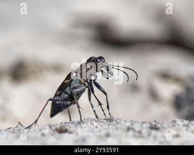 Scarabeo tigre Heath / Wood (Cicindela sylvatica), caccia su un sentiero sabbioso attraverso la brughiera, Dorset, Regno Unito, giugno. Foto Stock