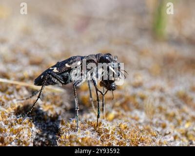 Heath / Wood tigre scarabeo (Cicindela sylvatica) con formica di legno (Formica rufa) preda catturata in brughiera, Dorset, Regno Unito, giugno. Foto Stock