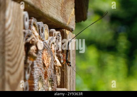 Vespa Ichneumon (manifestatore di Ephialtes) in visita a un hotel di insetti con diversi potenziali ospiti nidi di vespe e api solitarie, Wiltshire, Regno Unito Foto Stock