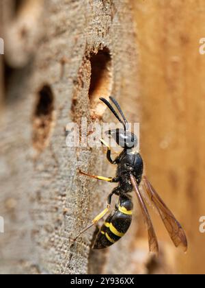 Vespa per muratore / vespa (Ancistrocerus sp.) Si avvicina al suo nido in un hotel di insetti, Wiltshire Garden, Regno Unito, agosto. Foto Stock