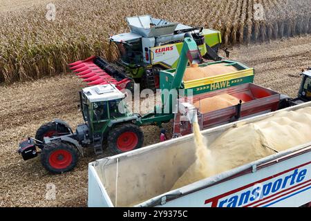 Maisernte.Maehhaecksler, Haecksler. Umladen der Maisernte von einem Traktor mit Ueberladewagen HAWE auf einen Getreidetransporter, Tieflader. Ein Claas Maehdrescher bei der Arbeit, maeht ein Feld mit Mais ab, Ernte, Getreideernte, auf einem Feld bei Haar AM 08.10.2024 *** raccolta mais, raccolta mais ricaricamento della raccolta mais da un trattore con rimorchio di trasferimento HAWE su un trasportatore di cereali, caricatore basso Una mietitrebbia Claas al lavoro, falciatura di un campo con mais, raccolta, raccolta di grano, raccolta di mais, in un campo con mais, raccolta di grano Haar 10 2024 vicino Foto Stock