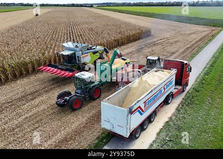 Maisernte.Maehhaecksler, Haecksler. Umladen der Maisernte von einem Traktor mit Ueberladewagen HAWE auf einen Getreidetransporter, Tieflader. Ein Claas Maehdrescher bei der Arbeit, maeht ein Feld mit Mais ab, Ernte, Getreideernte, auf einem Feld bei Haar AM 08.10.2024 *** raccolta mais, raccolta mais ricaricamento della raccolta mais da un trattore con rimorchio di trasferimento HAWE su un trasportatore di cereali, caricatore basso Una mietitrebbia Claas al lavoro, falciatura di un campo con mais, raccolta, raccolta di grano, raccolta di mais, in un campo con mais, raccolta di grano Haar 10 2024 vicino Foto Stock