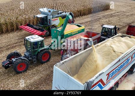 Maisernte.Maehhaecksler, Haecksler. Umladen der Maisernte von einem Traktor mit Ueberladewagen HAWE auf einen Getreidetransporter, Tieflader. Ein Claas Maehdrescher bei der Arbeit, maeht ein Feld mit Mais ab, Ernte, Getreideernte, auf einem Feld bei Haar AM 08.10.2024 *** raccolta mais, raccolta mais ricaricamento della raccolta mais da un trattore con rimorchio di trasferimento HAWE su un trasportatore di cereali, caricatore basso Una mietitrebbia Claas al lavoro, falciatura di un campo con mais, raccolta, raccolta di grano, raccolta di mais, in un campo con mais, raccolta di grano Haar 10 2024 vicino Foto Stock