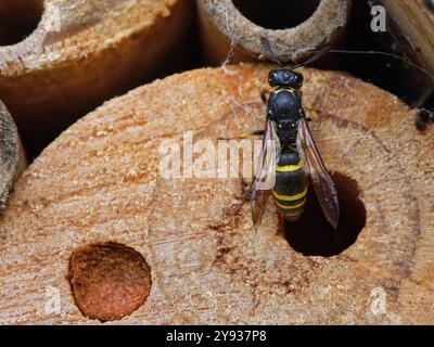 Vespa per muratore / vespa (Ancistrocerus sp.) Emergendo dal suo buco di nido in un hotel di insetti, Wiltshire Garden, Regno Unito, agosto. Foto Stock