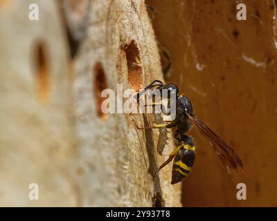 Vespa per muratore / vespa (Ancistrocerus sp.) Entra nel suo buco di nido in un hotel di insetti con un bruco per sfamare i suoi mozzi, Wiltshire Garden, Regno Unito. Foto Stock