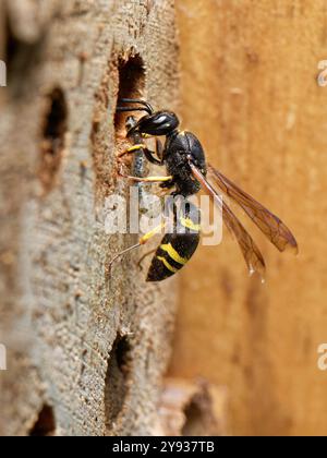 Vespa per muratore / vespa (Ancistrocerus sp.) Entra nel suo buco di nido in un hotel di insetti con un bruco per sfamare i suoi mozzi, Wiltshire Garden, Regno Unito. Foto Stock