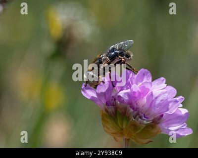 Hoverfly a terra / grandi droni con gli occhi maculati (Eristalinus aeneus) che si avvicinano ai fiori di Armeria maritima, la lucertola, Cornovaglia, Regno Unito. Foto Stock