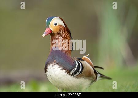 Vista frontale ravvicinata di una colorata anatra mandarina maschile nel Regno Unito. Foto Stock