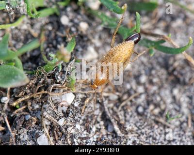 Scarafaggio Tawny (Ectobius pallidus) femmina che porta un sacco di uova / ootheca mentre cammina su un sentiero sabbioso attraverso la brughiera, Dorset, Regno Unito, agosto. Foto Stock