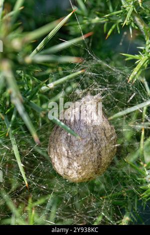 Matraccio d'uovo WASP Spider (Argiope bruennichi) sospeso su fili di seta in un cespuglio di Gorse europeo (Ulex europaea) in brughiera, Dorset, Regno Unito, agosto. Foto Stock