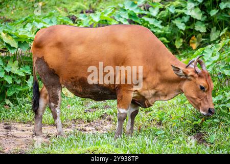 L'immagine ravvicinata della femmina Banteng. Si tratta di una specie di bestiame selvatico che si trova nel sud-est asiatico. Trovati a Giava e Bali in Indonesia; Foto Stock