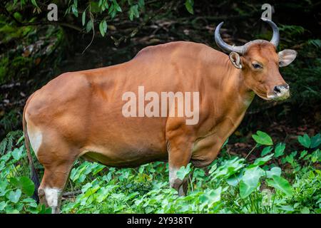 L'immagine ravvicinata della femmina Banteng. Si tratta di una specie di bestiame selvatico che si trova nel sud-est asiatico. Trovati a Giava e Bali in Indonesia; Foto Stock