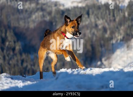 Un cane corre tra le montagne innevate Foto Stock