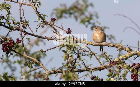 linnet femmina (Linaria cannabina) sul biancospino in autunno, con frutti di bosco Foto Stock