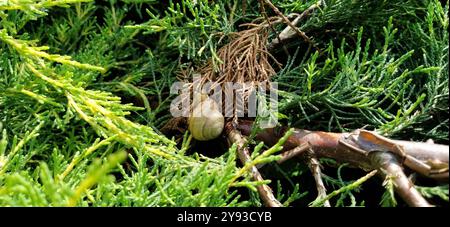 piccola lumaca da giardino su foglie verdi di tuja o cipresso primo piano Foto Stock