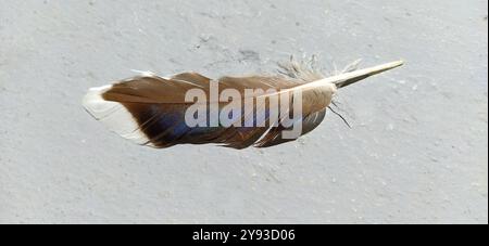 piume di uccello su sfondo chiaro. Una piuma marrone con una sfumatura blu-zeo, visibile sotto la luce del sole. Colore perlato del piumaggio degli uccelli. Foto Stock