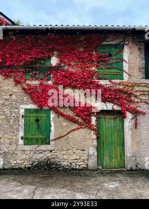 Foglie d'autunno colorate in un edificio rustico. Le foglie di edera rosso vivace si estendono su un vecchio edificio in pietra con persiane verdi rustiche. Foto Stock